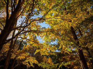 秋が深まり紅葉色づく神戸森林植物園