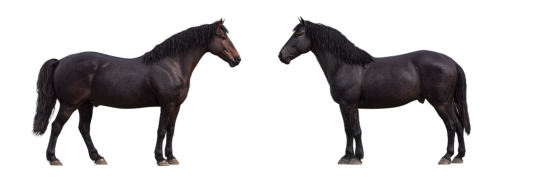 Two majestic black horses standing gracefully, showcasing power and elegance against a transparent backdrop, perfect for design needs