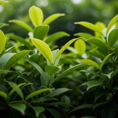 Fototapeta premium Close up of vibrant green leaves with soft light filtering through creating a natural and fresh botanical background