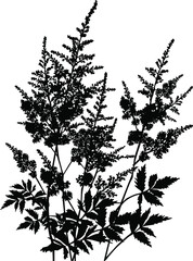 black flowers three branches isolated on white background