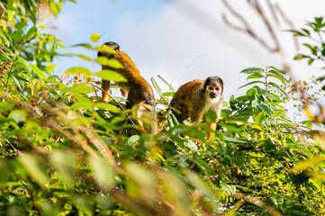 Curious squirrel monkey plays in the trees outside in the jungle and looks around.