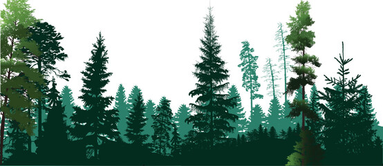 trees in firs green solid forest panorama