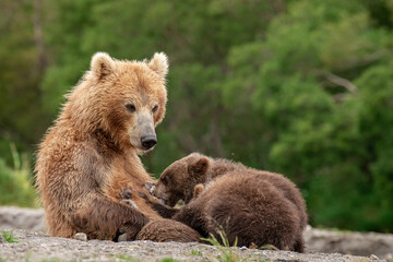 the tenderness of a mother in the heart of the forest 