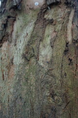 The surface of an old tree trunk looks like its unique, charming, abstract wood texture is suitable for a background image for a design theme
