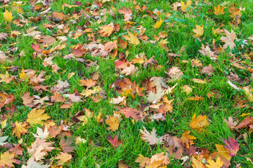 Autumn leaves scattered on the grass