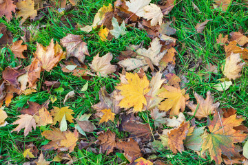 Autumn leaves scattered on the grass