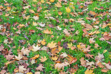 Autumn leaves scattered on the grass
