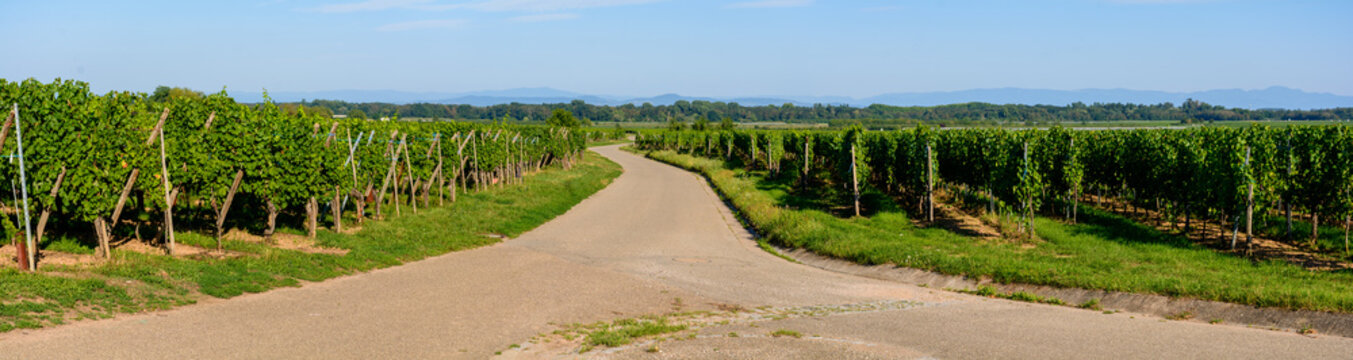 Strada all'interno di un vigneto in Mittelwihr, Alsazia, Francia