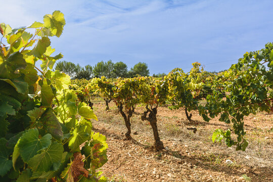 Particolari di una vigna in Provenza, Francia, distretto di Var