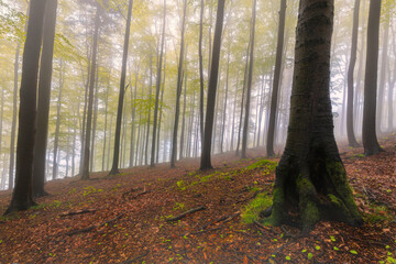 Forest Silence on the Slope