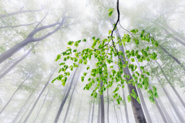 Whispers of Spring Fog