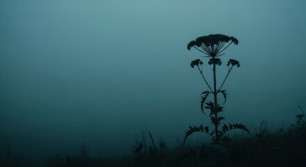 Fototapeta premium Wildflower silhouette in atmospheric morning fog. Minimalist nature concept with dramatic lighting. Mysterious and moody outdoor scene for environmental storytelling or design