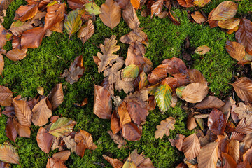 A close-up view of brown and orange autumn leaves scattered on vibrant green moss in a forest in the Netherlands. Natural background with soft daylight, showing the contrast of textures and colors
