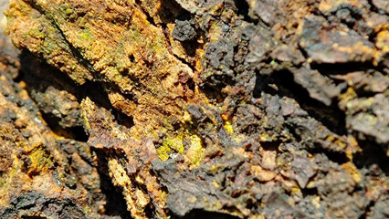 Intense Macro Texture of Weathered Tree Bark with Rich Yellow and Green Lichen