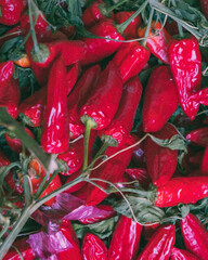 fresh red hot chili peppers