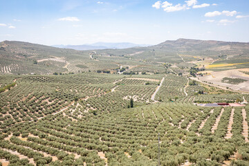 aerial view of olive groves from the fortress of Alcal&aacute; la Real, comarca of Sierra Sur de Ja&eacute;n, province of Ja&eacute;n, Andalusia, Spain