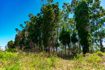 árvores no norte da ilha de Florianópolis