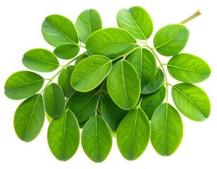 Şeffaf Arkaplanda izole edilmiş taze yeşil moringa yaprakları, sağlık, beslenme ve s&uuml;per gıda konseptleri i&ccedil;in m&uuml;kemmeldir