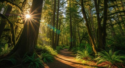 Sunburst through ancient mossy trees in a lush forest. Dirt path leading into a temperate rainforest. Natural landscape for travel and adventure. Concept of journey and new beginnings