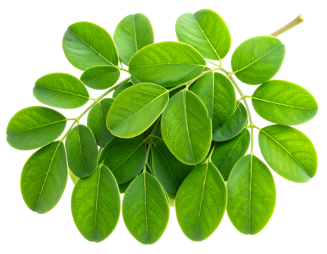 Şeffaf Arkaplanda izole edilmiş taze yeşil moringa yaprakları, sağlık, beslenme ve süper gıda konseptleri için mükemmeldir