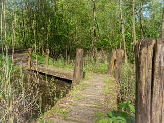 Sunlight filters through the foliage onto a simple boardwalk supported by wooden posts in a marshy woodland.