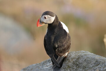 atlantic puffin or common puffin