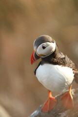 atlantic puffin or common puffin or common puffin