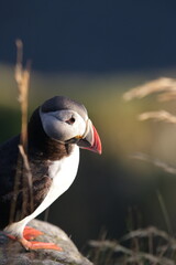 atlantic puffin or common puffin