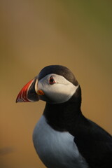 atlantic puffin or common puffin