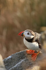 atlantic puffin or common puffin or common puffin