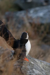 puffin bird