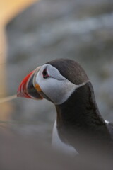 atlantic puffin or common puffin