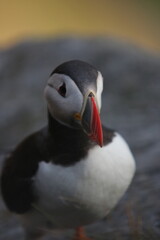 atlantic puffin or common puffin