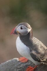 atlantic puffin or common puffin