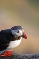atlantic puffin or common puffin or common puffin