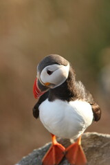 atlantic puffin or common puffin
