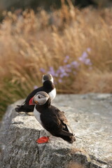 atlantic puffin or common puffin