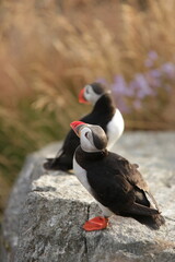 atlantic puffin or common puffin or common puffin