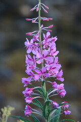 purple flowers in the garden