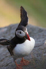 atlantic puffin or common puffin