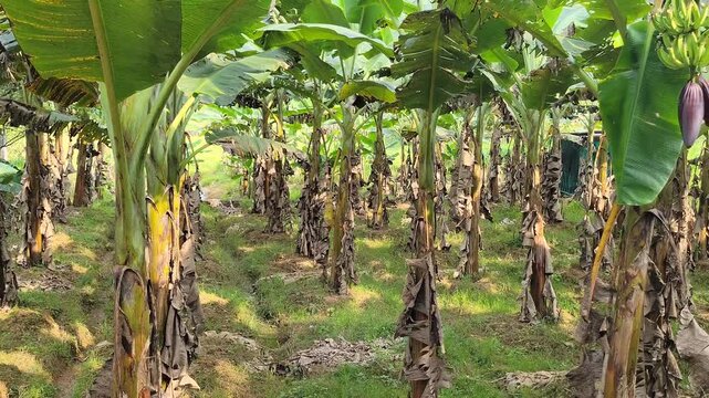 banana plantation in a rural Indian village with mature plants and visible banana bunches, tropical agriculture and food production