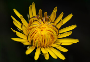 Mniszek lekarski - Taraxacum officinale © tom