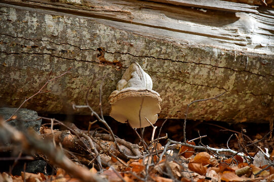 Fomes fomentarius a hoof-shaped fungus a pathogen grows on a tree trunk forest flora mycelium nature autumn