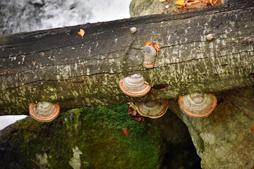 Fomes fomentarius a hoof-shaped fungus a pathogen grows on a tree trunk forest flora mycelium nature autumn