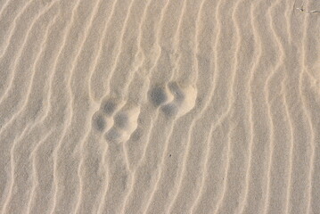dog tracks in the sand