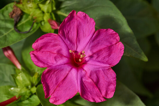 Bright mirabilis flower (Latin Mirabilis jalapa) close-up in a summer garden. The night beauty, or Mirabilis laxative, is the type species of the genus Mirabilis of the family Nictaginaceae.