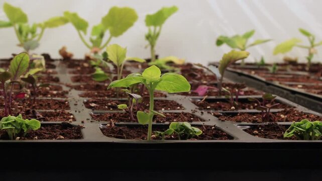 Time lapse of basil and other seedlings like kohlrabi and zucchini getting yellowish while struggling to grow indoors under artificial grow light