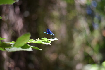 blue dragonfly on a leaf