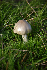 Volvariella glutinosa mushroom Volvopluteus gloiocephalus common pink-lamellar saprotroph edible flora forest autumn nature macro