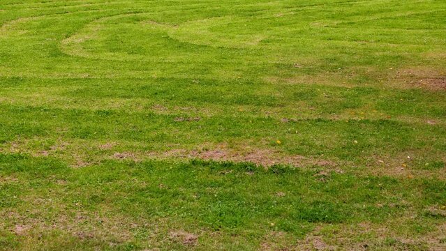 Poorly maintained lawn with bare spots and low quality grass. Unevenly mowed green grass surface with dry patches and dirt, an unkempt garden background, detailed close-up view.
